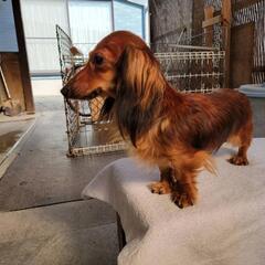 繁殖引退犬　委託。ふ