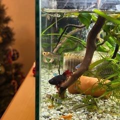 バルーンモーリー　1匹　熱帯魚の画像