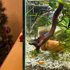 バルーンモーリー　1匹　熱帯魚の画像