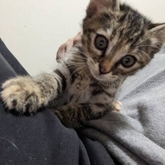 生後2ヶ月の子猫を育てていただける方