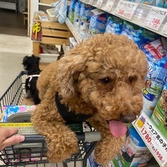 里親募集 - 犬