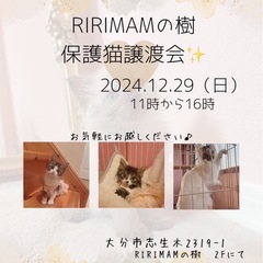 🌸🏵️猫さんの譲渡会に参加します🏵️🌸