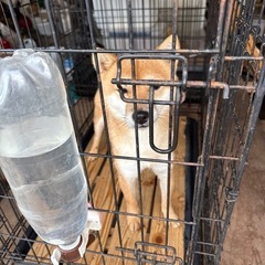 豆柴の赤メスです、ブリーダー頭数制限により里親募集します