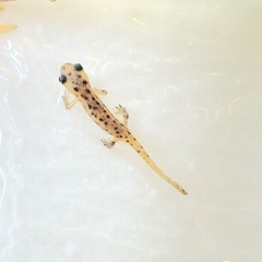 アカハライモリ