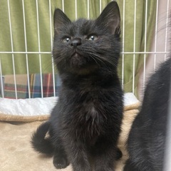 黒猫のトットちゃん　トライアル決定致しました☺️