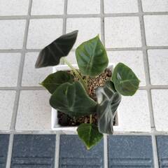 アロカシア　スーヒルマニアナ　鉢・皿付き　希少・レア　観葉植物の画像