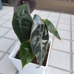 アロカシア　スーヒルマニアナ　鉢・皿付き　希少・レア　観葉植物の画像