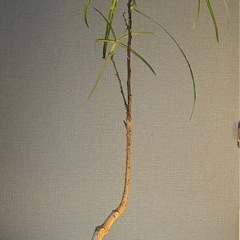 観葉植物の画像