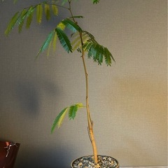 只今3人と商談中！早い者勝ち観葉植物