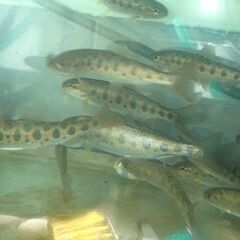 北海道の淡水魚　売ってください。（他エリアも可）