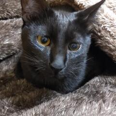 黒猫くん① 1/8まだまだ募集中