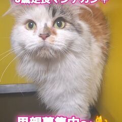 里親募集中！5歳足長マンチカン♀(⋈◍＞◡＜◍)。✧♡ （