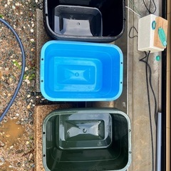 メダカ、金魚飼育に！角タライ36ℓ 容器　
