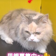 里親募集中！5歳短足マンチカン♀(⋈◍＞◡＜◍)。✧♡ （
