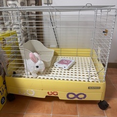 うさぎゲージ