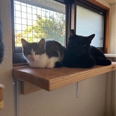 賢くて穏やかな黒猫アシタカ♂9ヶ月❣️イケメン黒猫さん - 猫