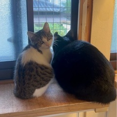 賢くて穏やかな黒猫アシタカ♂9ヶ月❣️イケメン黒猫さん − 福岡県