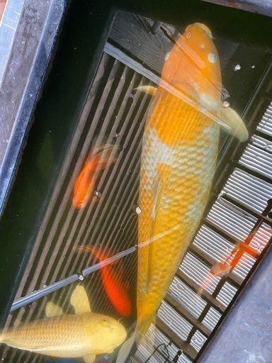 錦鯉