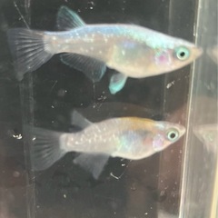 🌸 黒みゆき半ダルマ3匹セット🌸