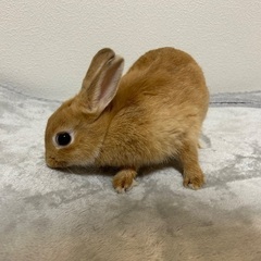 ミニうさぎ（5ヶ月）