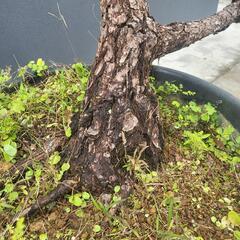 慶良間松庭木の画像
