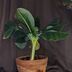 ランキングキーワードに紐づく投稿画像-観葉植物