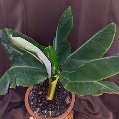 ◆ モンキーバナナ ◆　中株　②の画像
