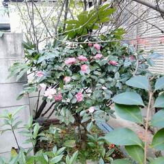 椿　植木鉢付の画像