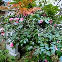 椿　植木鉢付の画像
