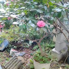 椿　植木鉢付の画像