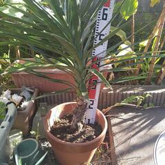 ユッカアロイフォリア