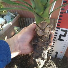 ユッカアロイフォリアの画像