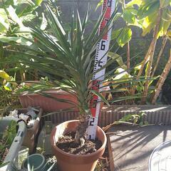 ユッカアロイフォリアの画像