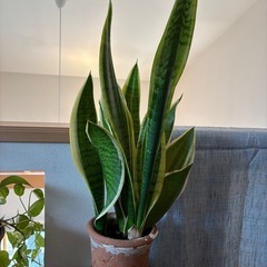 観葉植物 サンスベリア