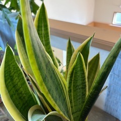 観葉植物 サンスベリアの画像