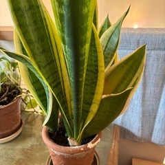 観葉植物 サンスベリアの画像