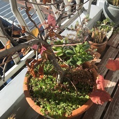 スモークツリーの画像