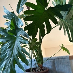 観葉植物  大きなセローム 