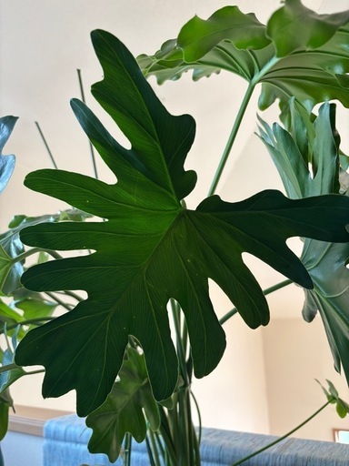 観葉植物  大きなセローム 