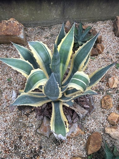 アガベ　アメリカーナ斑入り超特大株