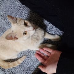 生後4ヶ月～5ヶ月オス子猫 ワクチン接種済