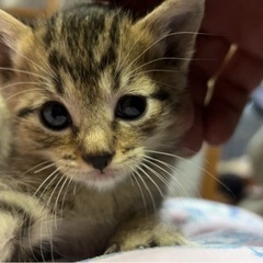 約2か月の♂子猫‥やんちゃで甘えん坊♪