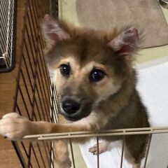 🎀里親様決定🤩ルビーちゃん😊