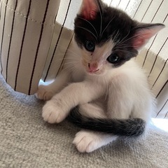 里親募集です！生後2ヶ月のハチワレちゃんです！