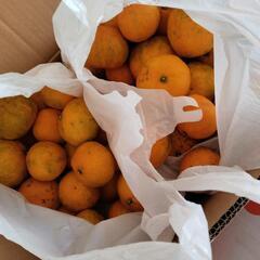   みかん　40個の画像