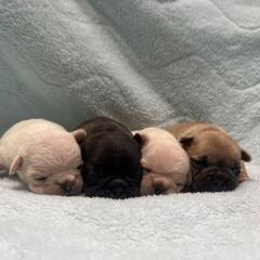 ★可愛いフレンチブルドッグ − 沖縄県