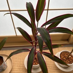 観葉植物    コルジリネ・タミナリスの画像
