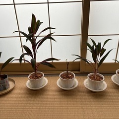 観葉植物    コルジリネ・タミナリスの画像