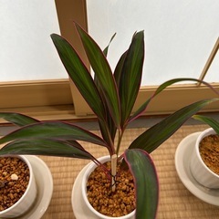 観葉植物    コルジリネ・タミナリスの画像