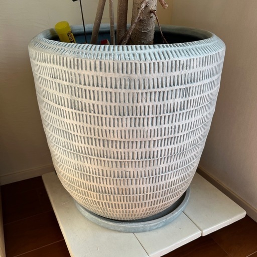 【受け渡し予定あり】観葉植物✳︎フィカス